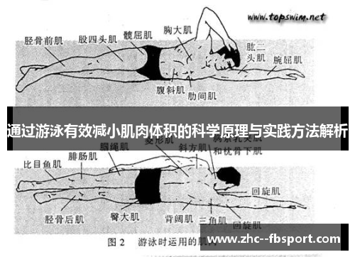通过游泳有效减小肌肉体积的科学原理与实践方法解析